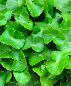 BỘT RAU MÁ NGUYÊN CHẤT HỘP 10 GÓI (2gr/gói)