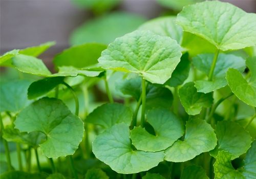 BỘT RAU MÁ NGUYÊN CHẤT BỊCH 100gr